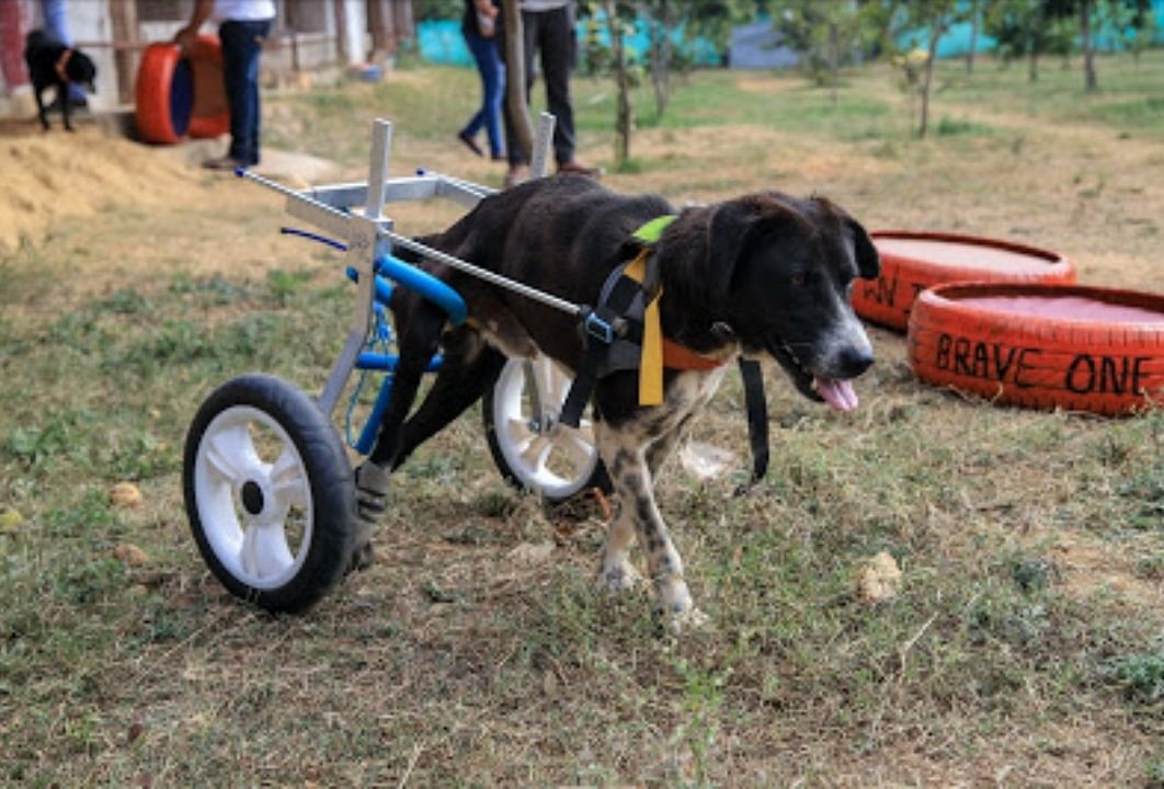 Dogs with disability call for extra love