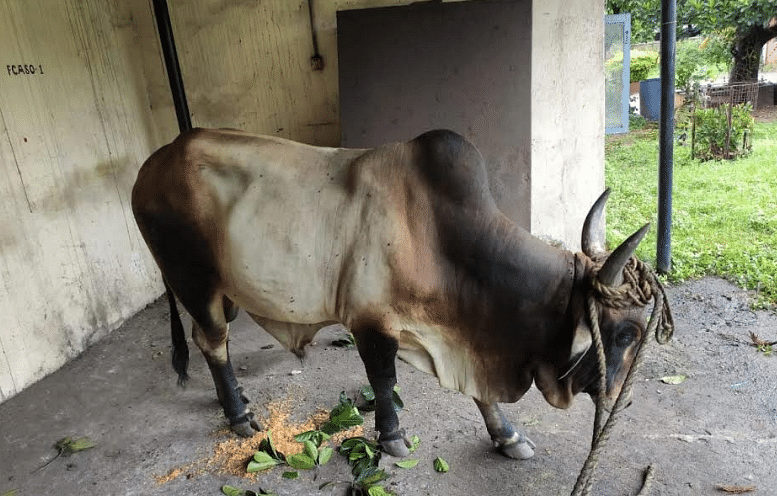 Karanataka: NMPT fire personnel rescue bull from noose-like rope tied around its neck