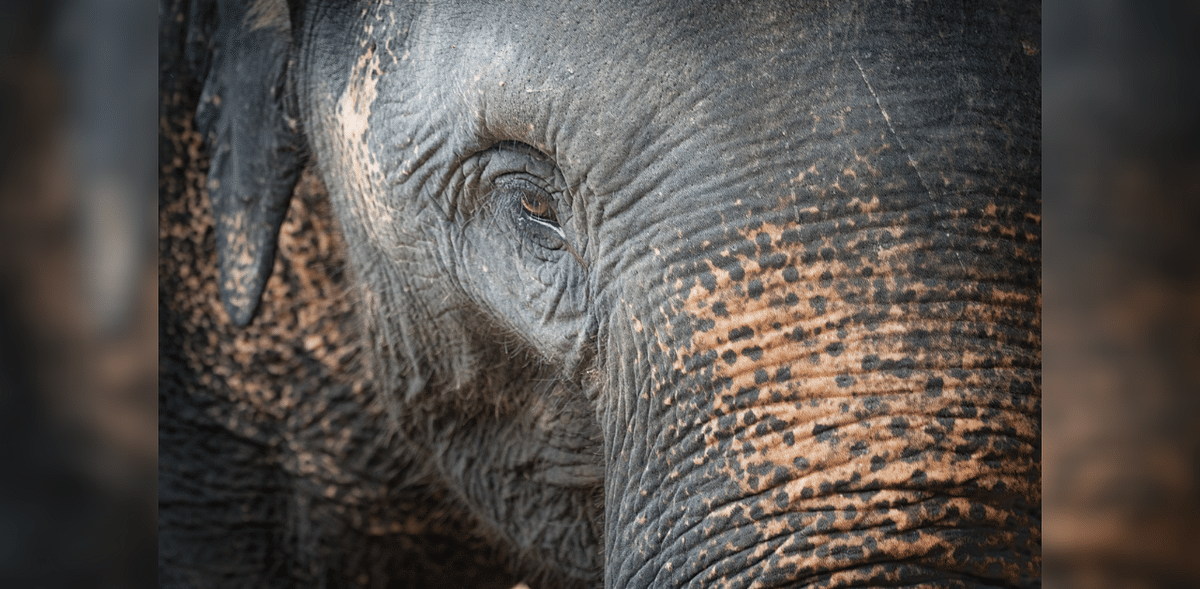 Tamed elephant dies after being attacked by wild elephant in Kodagu's Mathigodu Elephant Camp