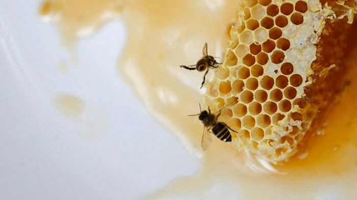 One dies, several injured in bee attack