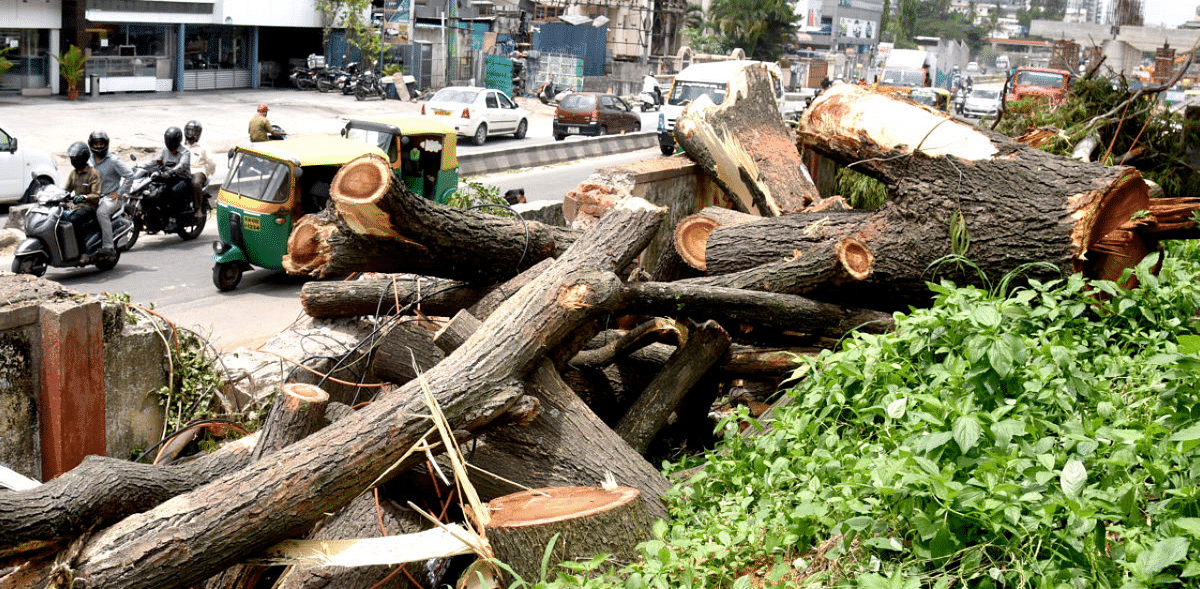 104 trees to make way for Namma Metro Phase 2 projects