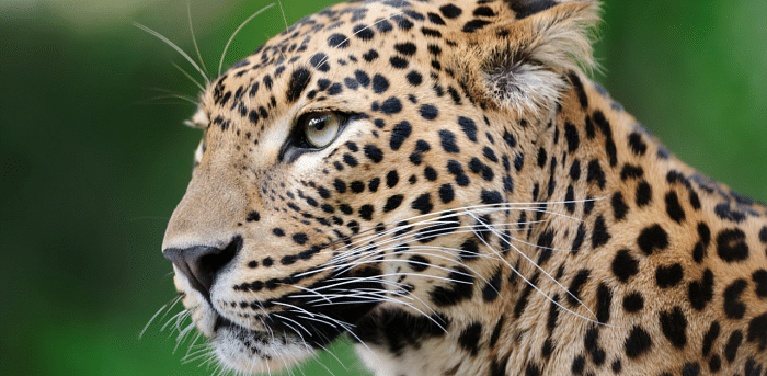 Leopard rescued in Karnataka's H D Kote