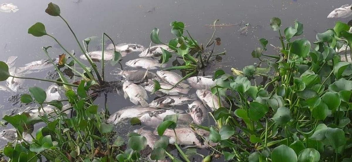 Heavy industrial pollution behind fish kill in Muthanallur Lake
