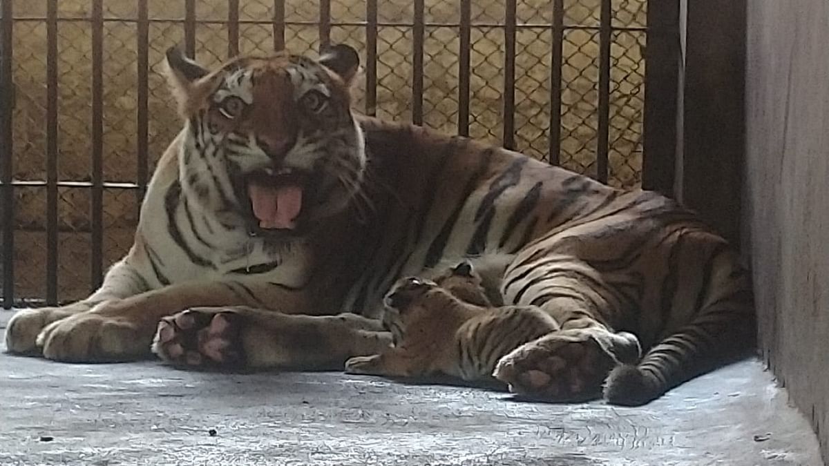 Tigress gives birth to 3 cubs at Pilikula