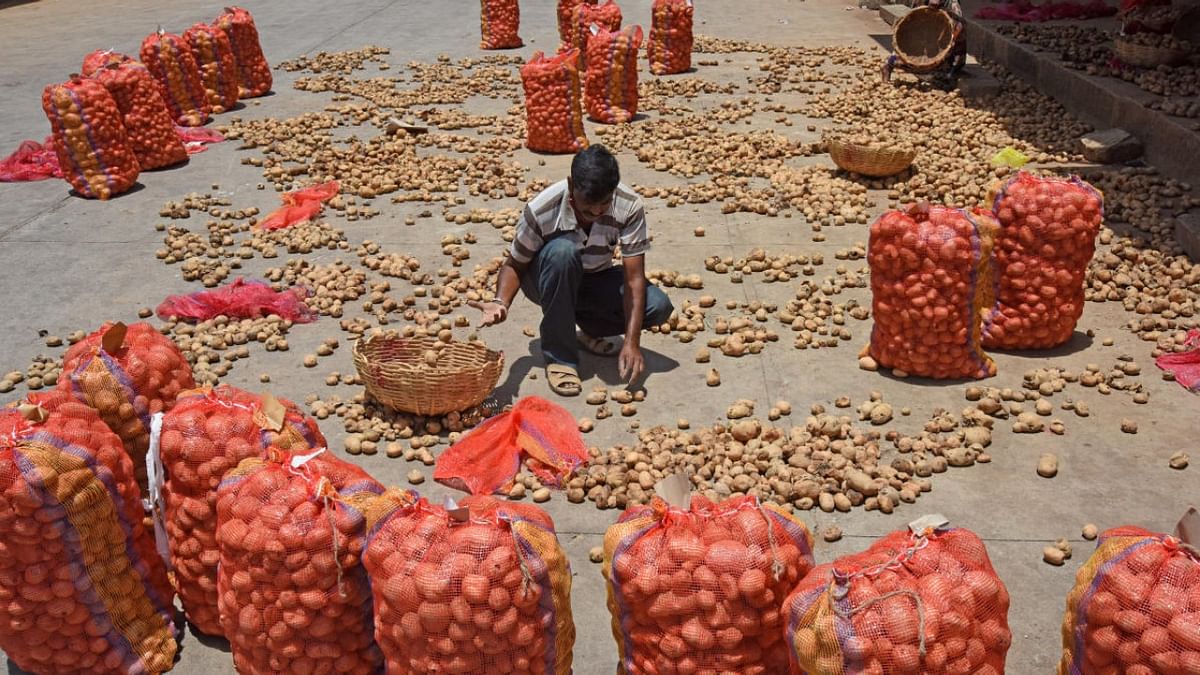 Potatoes left to rot at Yeshwantpur APMC Market due to coronavirus lockdown 