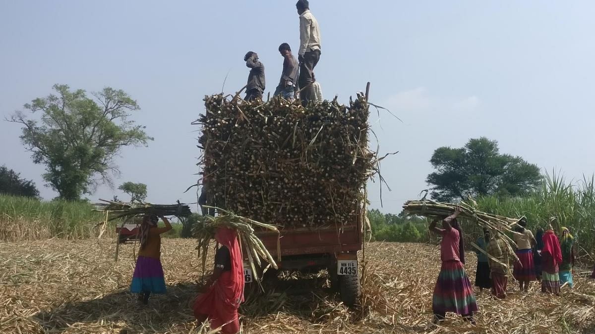 As Uttar Pradesh polls loom, Centre moves to keep sugarcane growers happy