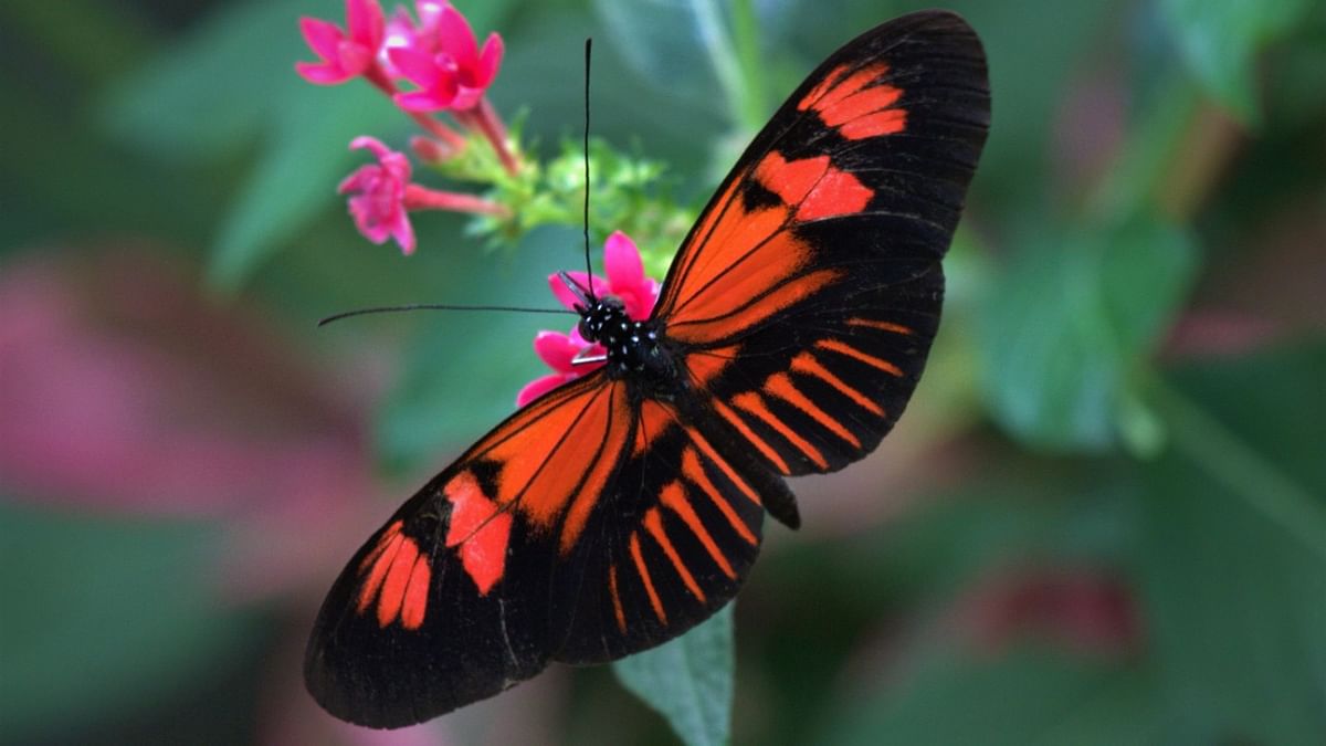 Butterflies are pretty, and poisonous too, here's why