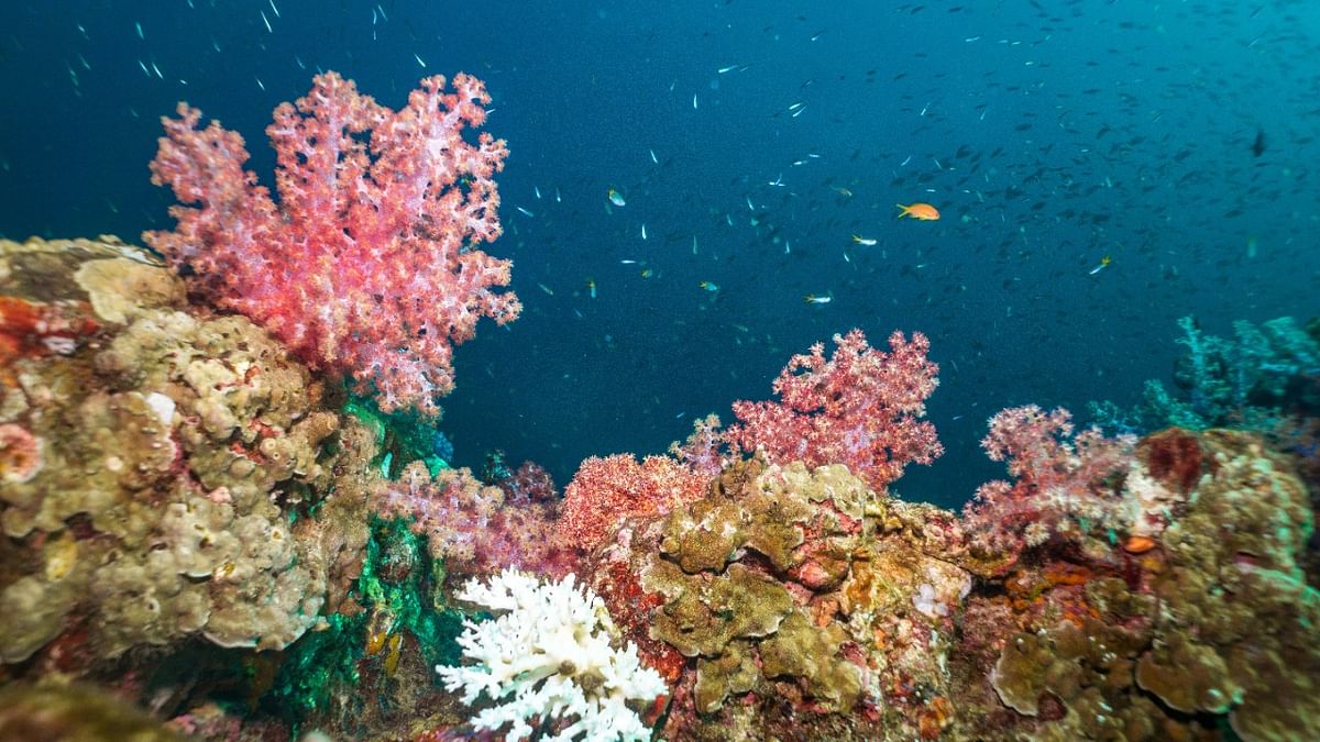 Coral, meet coral: How selective breeding may help the world’s reefs survive ocean heating