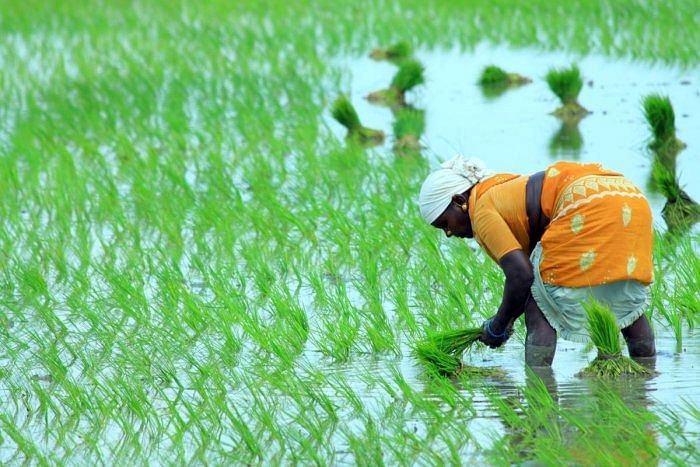Karnataka govt sets ball rolling for farmer producer organisations