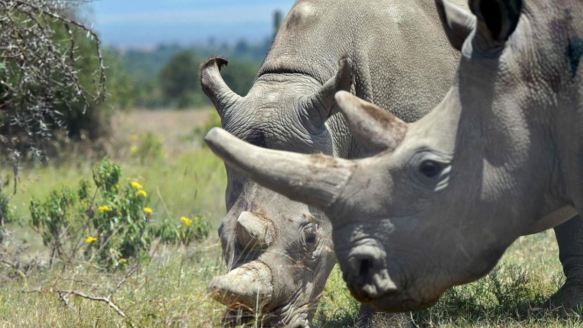 Assam starts verification of rhino horns stocked in treasuries