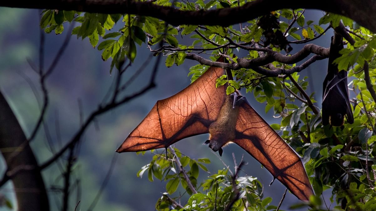 Could bats hold the secret to healthy ageing?