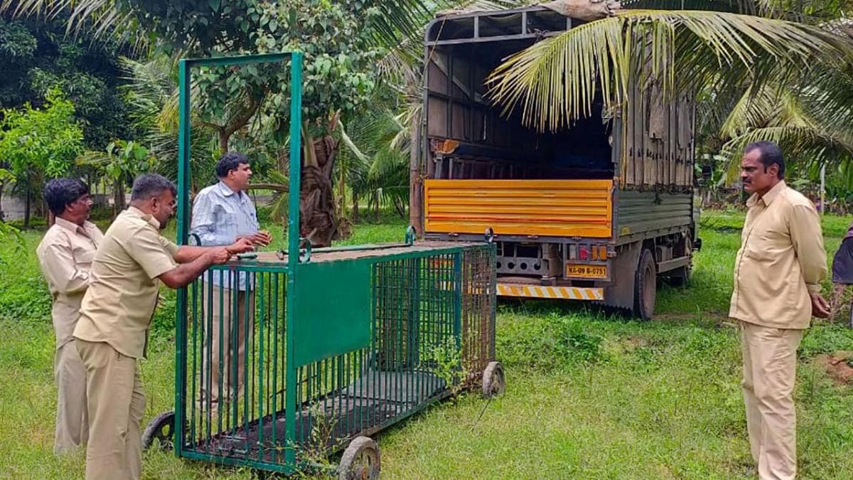 Cage kept to trap crocodile in Srirangapatna