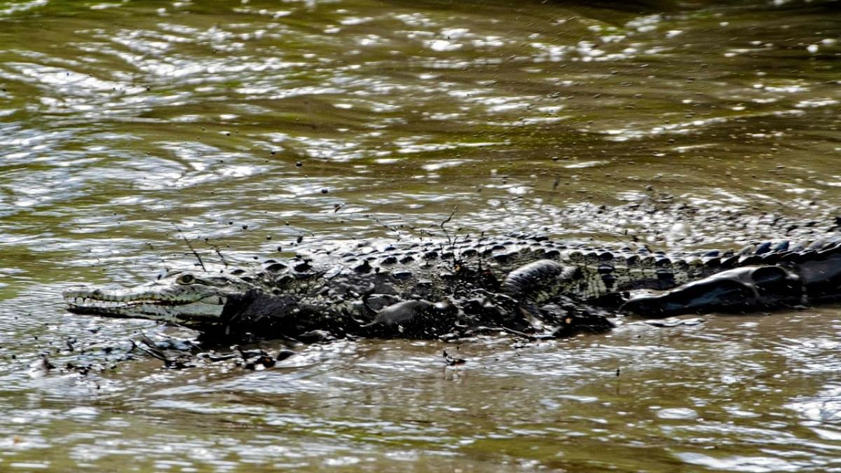 Odisha's Kendrapara becomes only district in India to have all three crocodile species