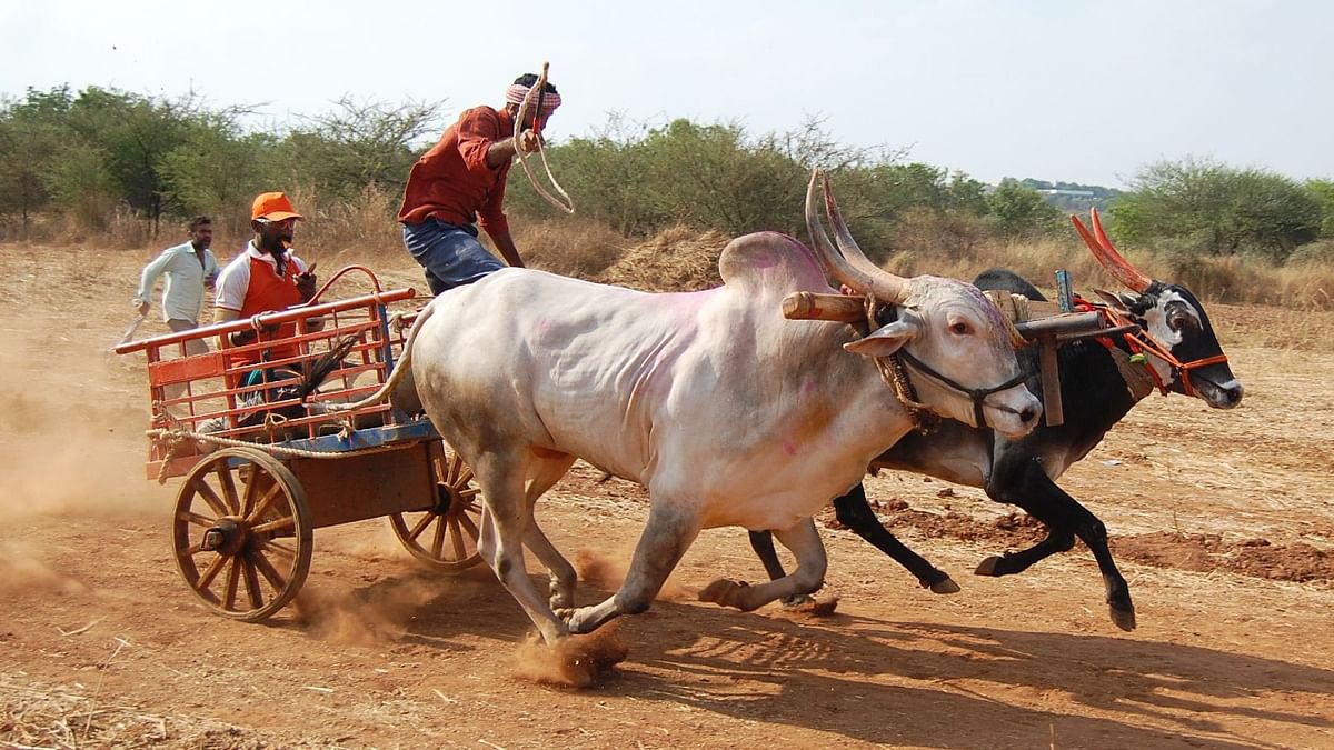 Govt can allow bullock cart race, says Karnataka High Court
