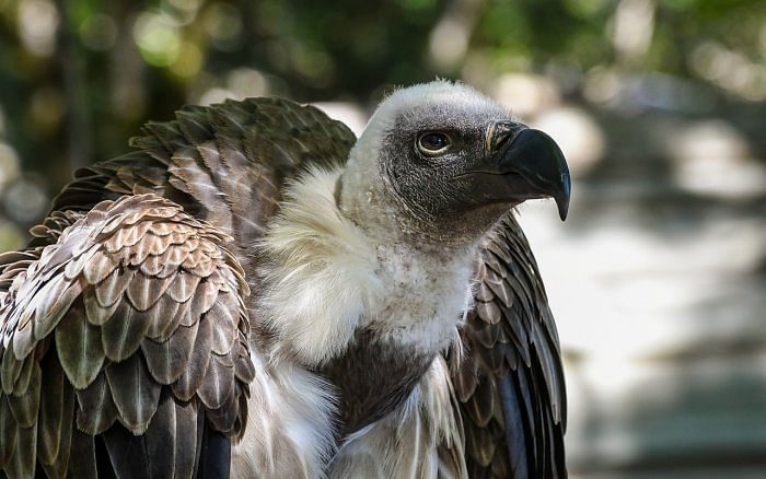 Drug threatening vultures