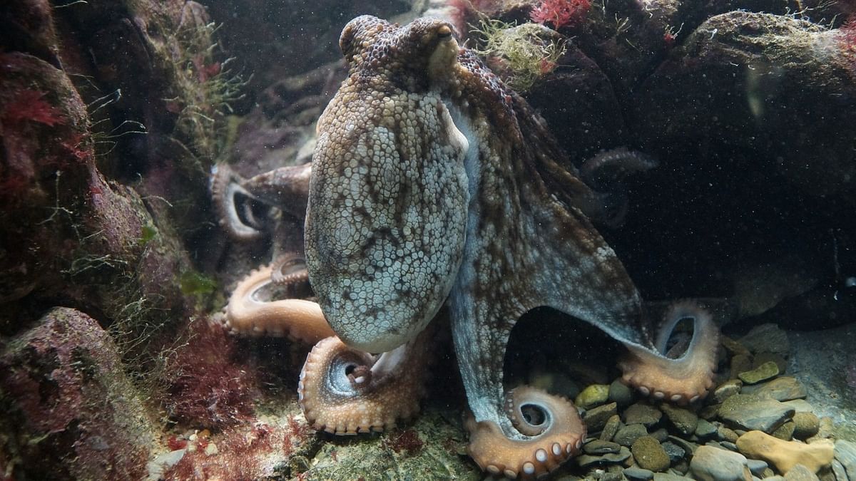 Female octopuses thwart male harassment by throwing debris: Study