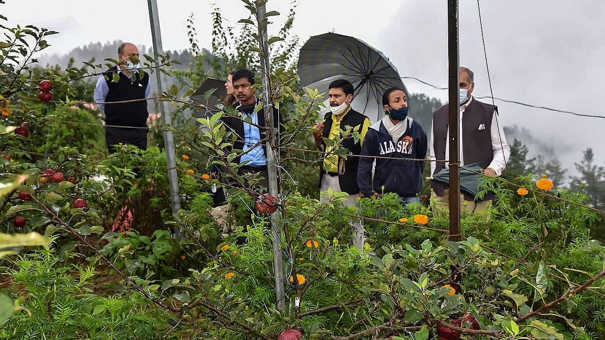 Natural farming breathes new life into abandoned apple orchard in Shimla
