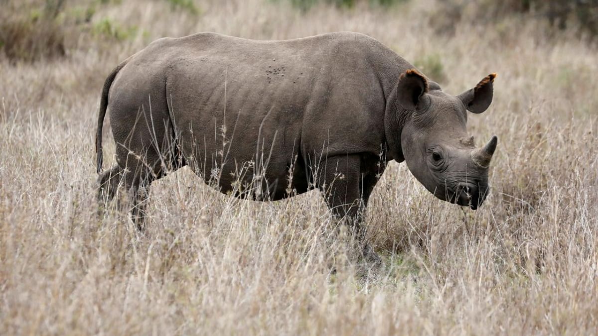 Radioactive rhino horns may deter poachers in South Africa