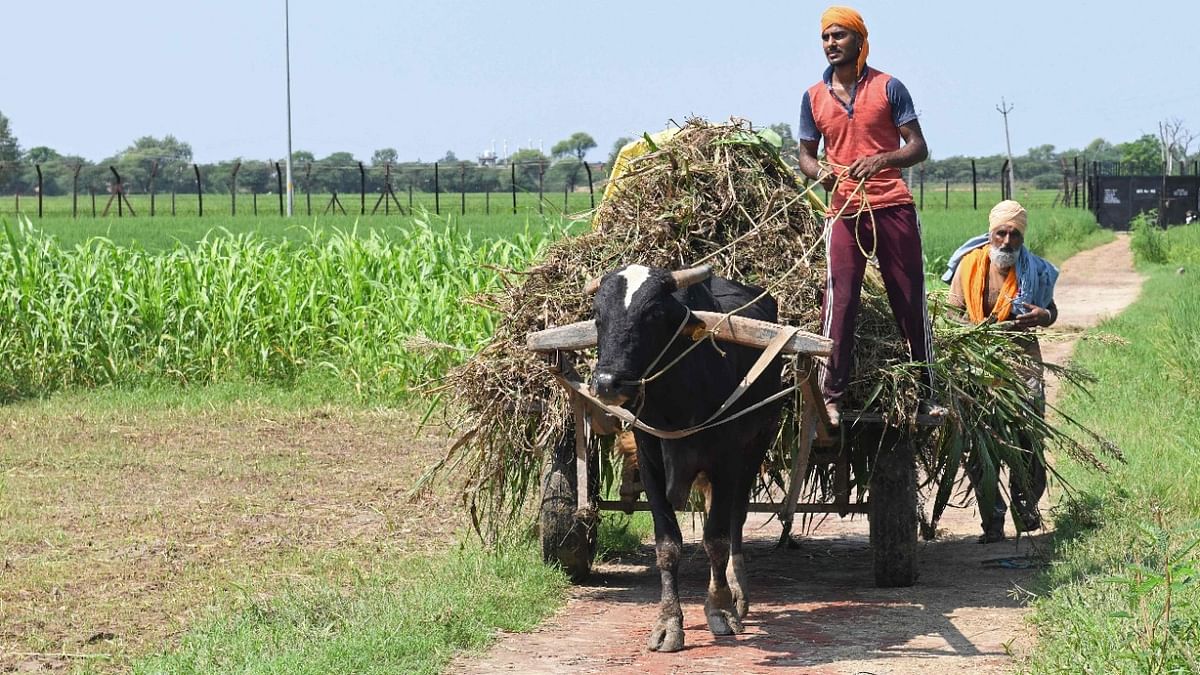 Kharif foodgrain output likely to touch record 150 million tonnes this year: Agri Secy