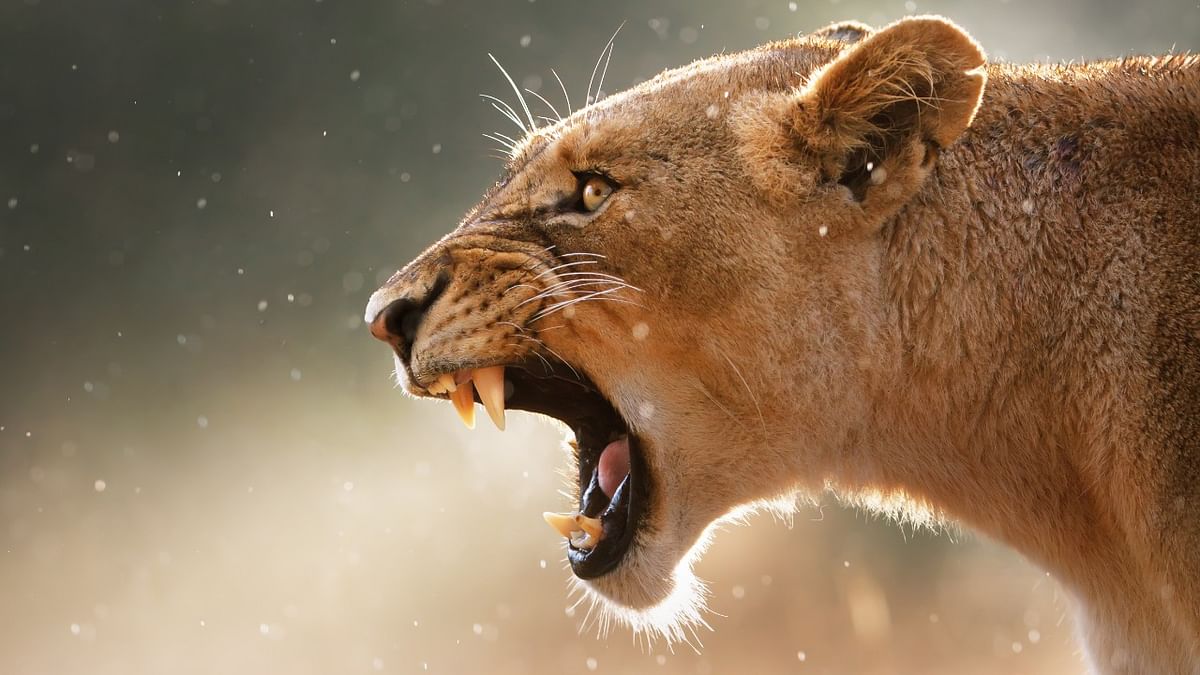 Jaws of death: How the canine teeth of carnivorous mammals evolved to make them super-killers