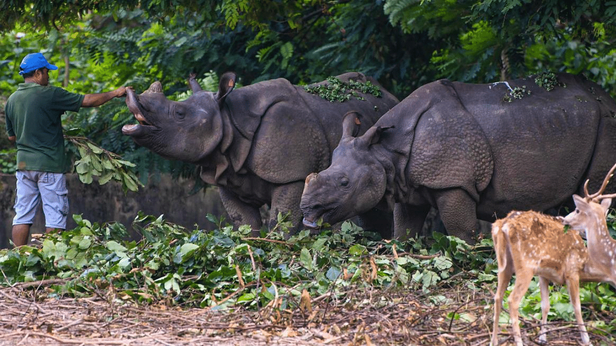 Assam to burn nearly 2,500 rhino horns to bust myths in black markets