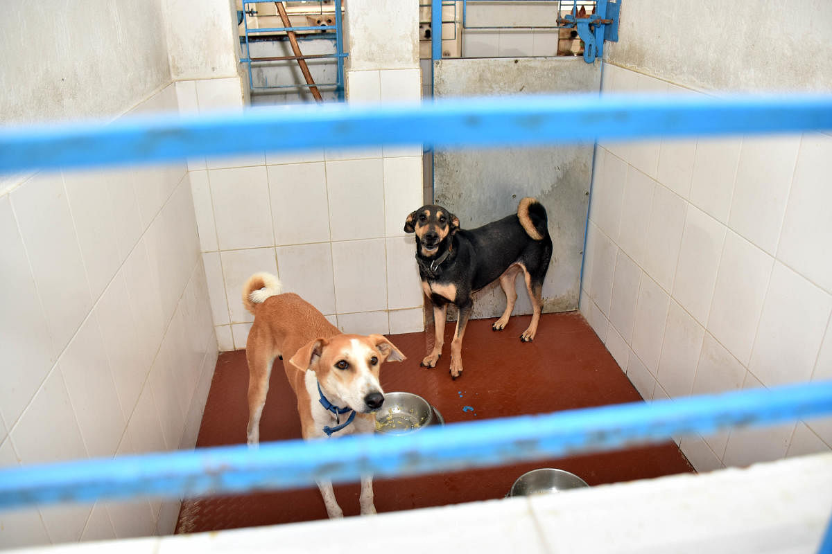 HC stays Karuna animal shelter probe