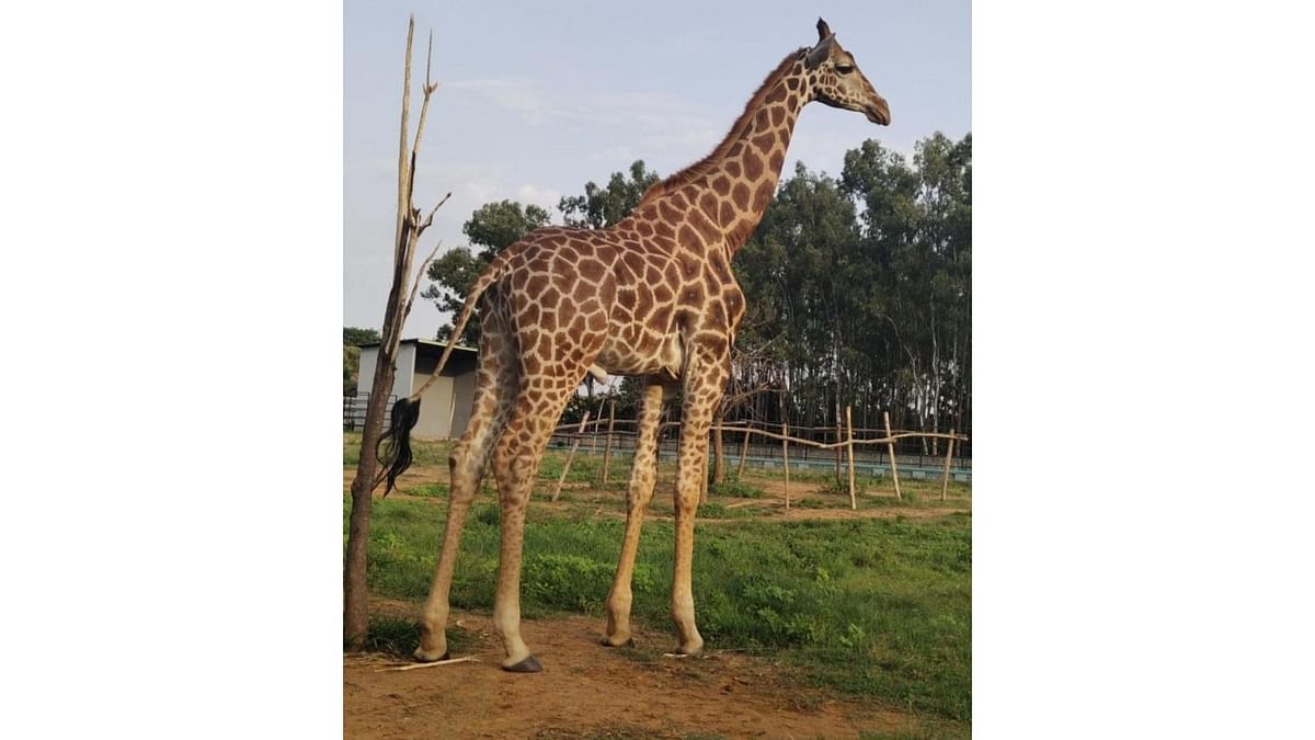 Bannerghatta Biological Park loses young giraffe in freak accident