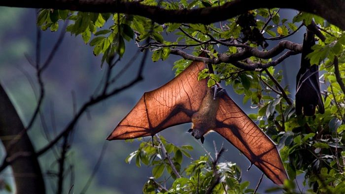 Bats with Covid-like viruses found in Laos: Study