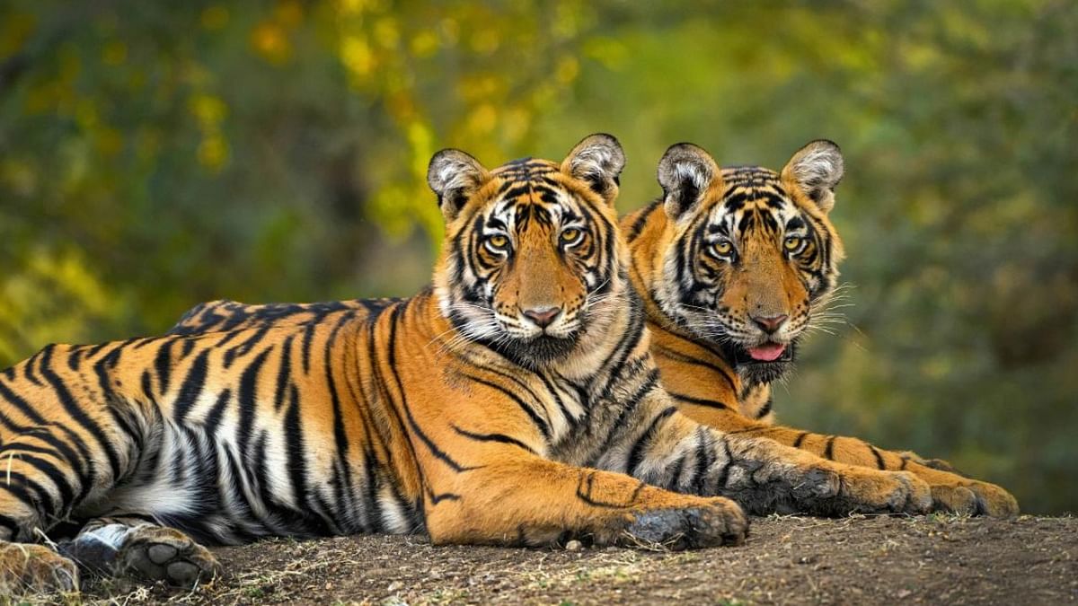 In a first, Bengal to count big herbivores during tiger census
