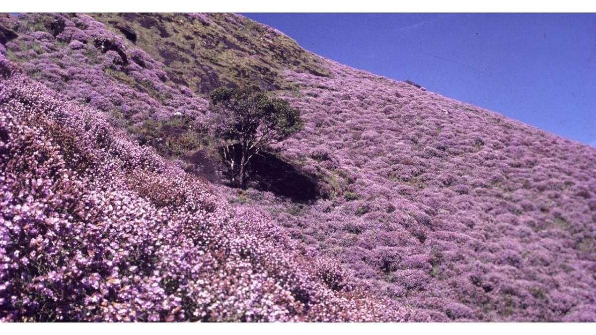 Flowers that paint the hills purple