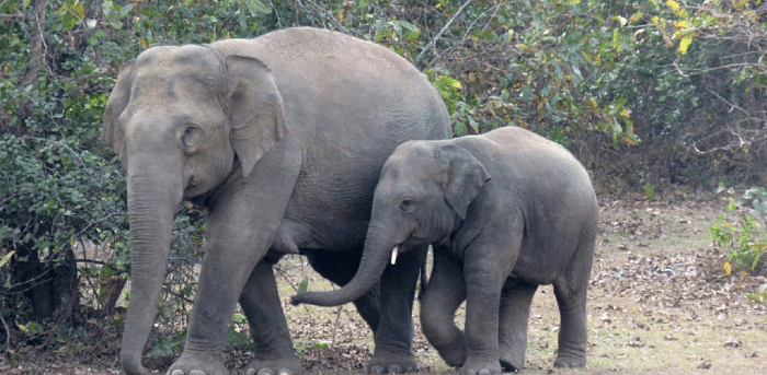 Two elephant calves succumb to Herpes virus infection at rescue centre in Chhattisgarh
