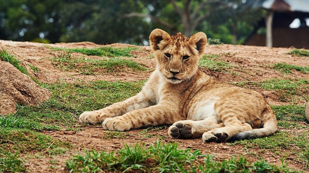 Lion cub killed in infighting; 6th fatality in Gir this month