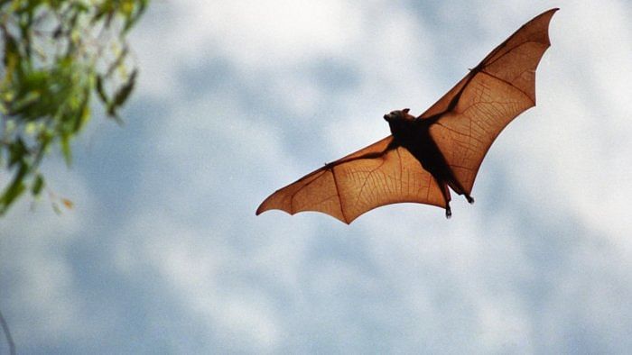Nipah antibodies detected in two varieties of bats, says Kerala Health Minister Veena George