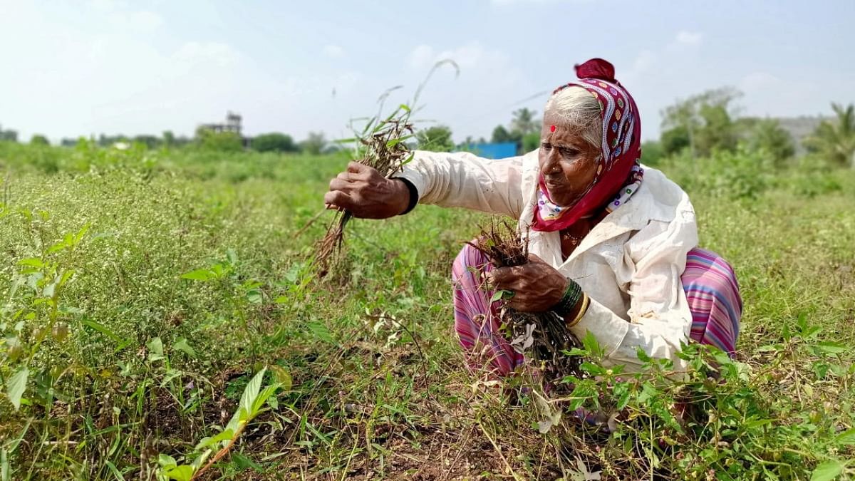 Cyclone damages Indian crops just before harvesting