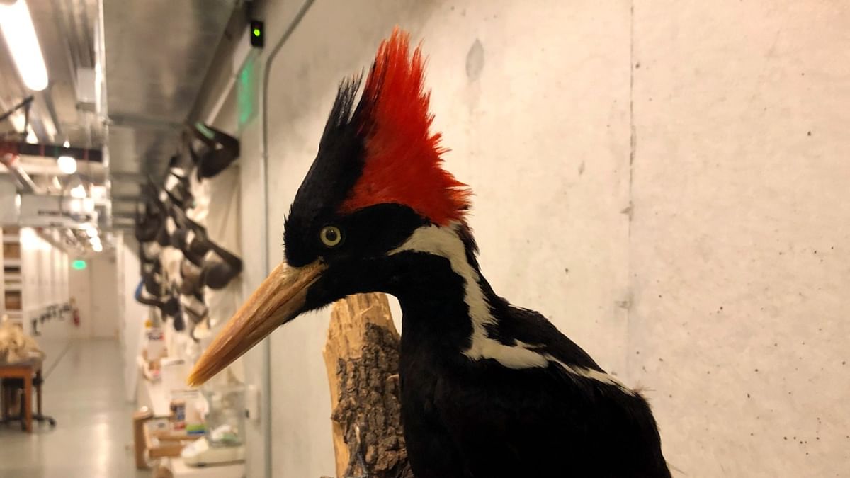 US to declare 23 species, including ivory-billed woodpecker, extinct 