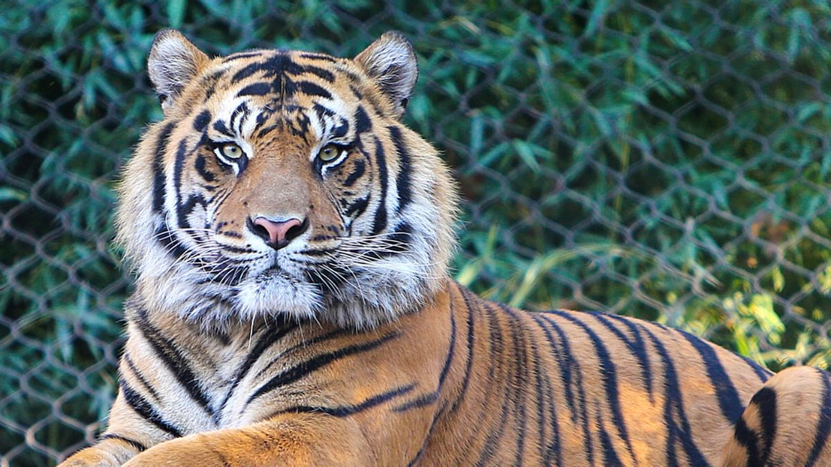 Order issued to ‘hunt’ man-eater tiger T23 in Nilgiris
