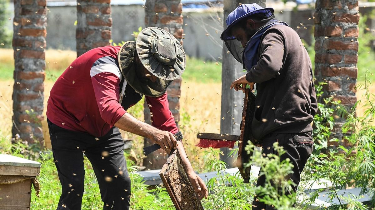 Kashmir beekeepers head southward for warmth, honey and cash