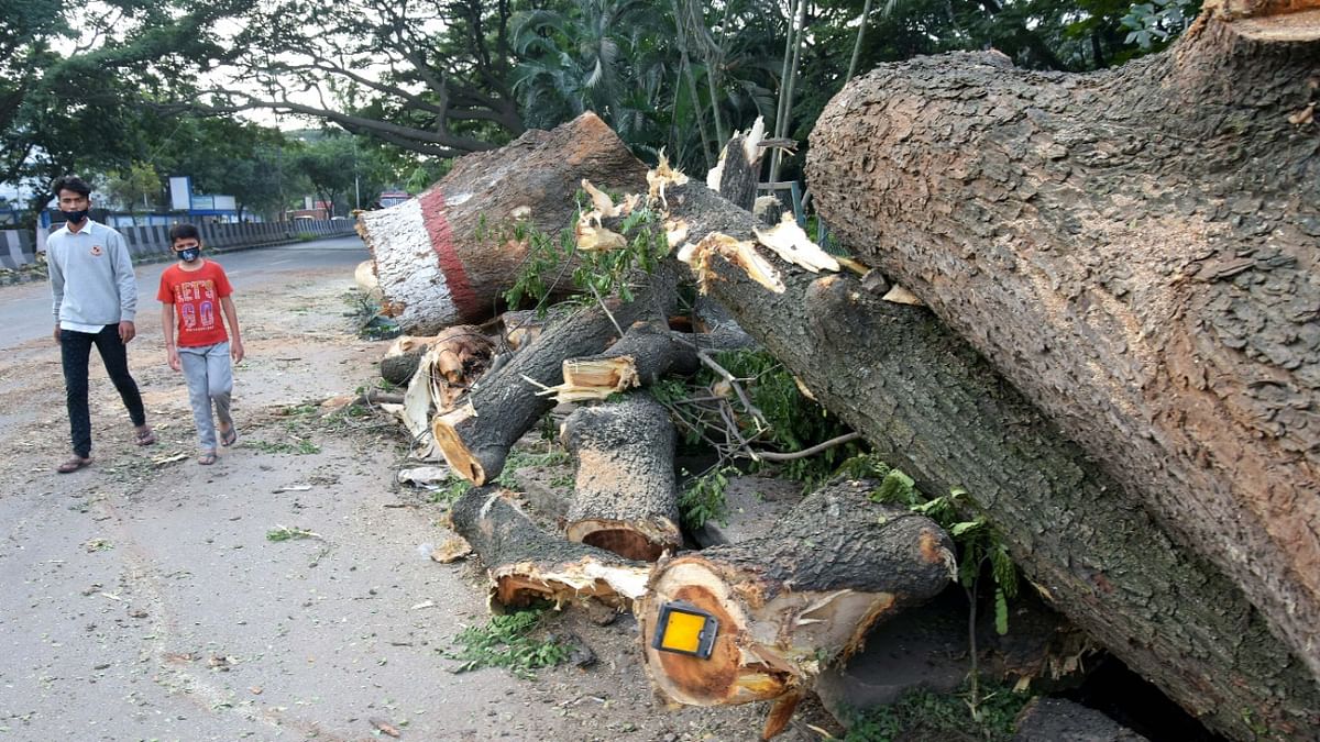 Road widening of Sirsi-Kumta highway to claim 7,000 trees