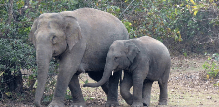 Madhya Pradesh: 57-year-old elephant gives birth to calf in Bandhavgarh National Park