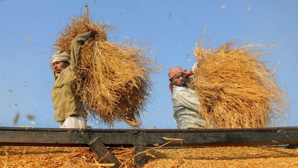 Why is Punjab's farm income growth slowing?