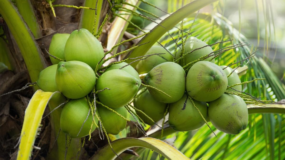 Belgian scientists claim breakthrough in cloning coconut trees