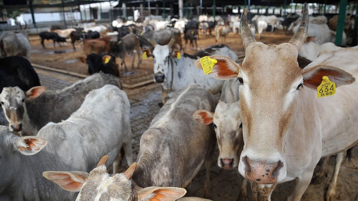 Vet shortage cripples healthcare for livestock in Karnataka