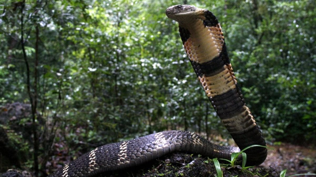 King Cobra belongs to 4 distinct species: IISc researchers 