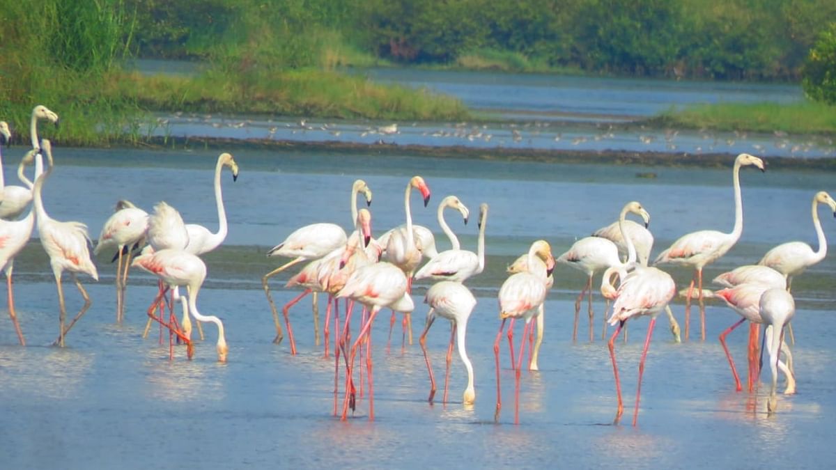 Environmentalists call to declare Panje Wetland as Biodiversity Park