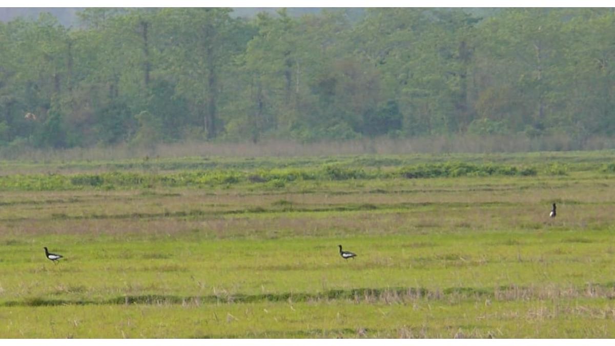 Critically endangered Bengal Florican faces development threat in its 'haven' in Assam: IUCN