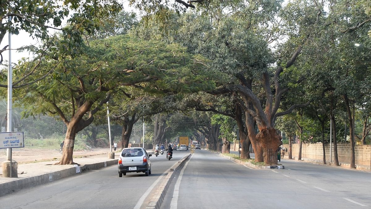 Court case over Palace Grounds saves 100 trees along Jayamahal Road