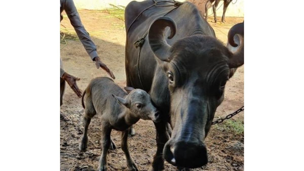 First IVF calf of Banni buffalo breed born in Gujarat's Gir Somnath