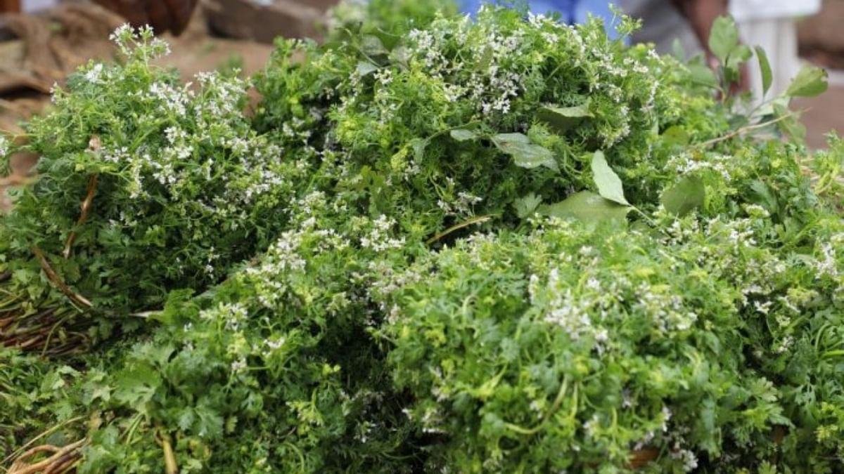 Leafy vegetables get costlier in Bengaluru as rains damage crops