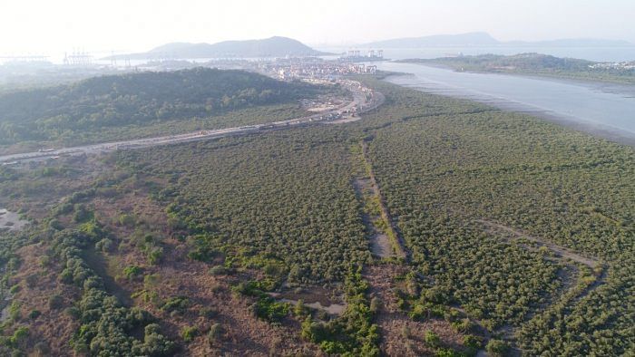 Under pressure to conserve mangroves, JNPT drops Eco Park project