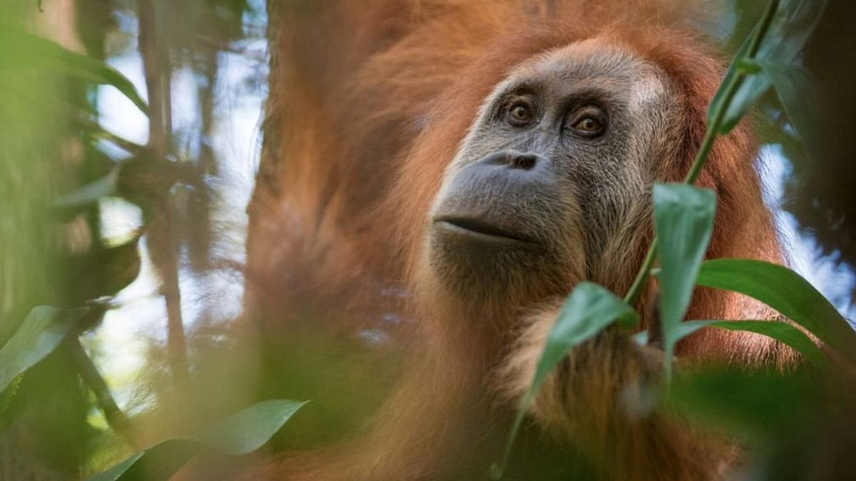 Mysuru Zoo gets orangutans
